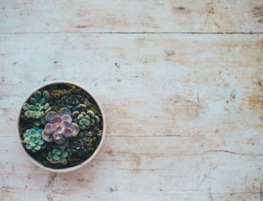 צמחים ואווירה סינית