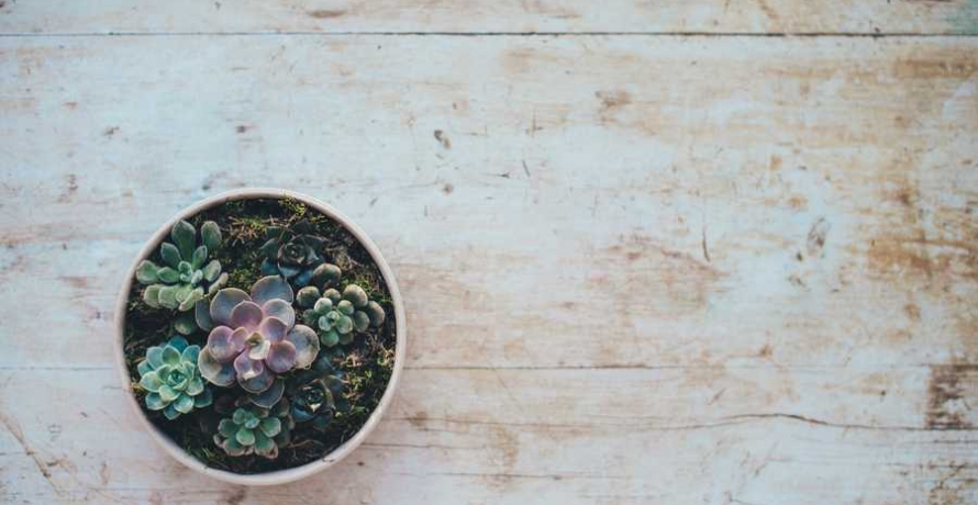 צמחים ואווירה סינית