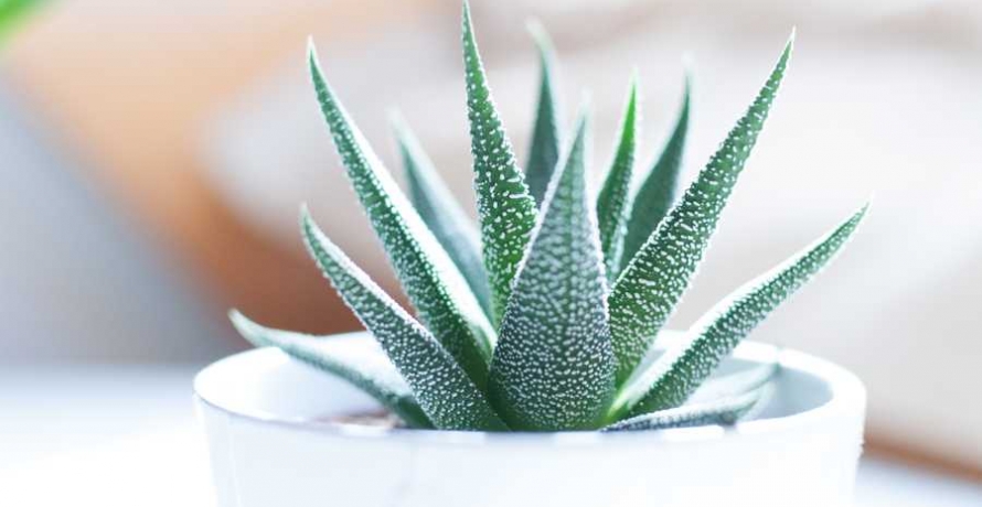 צמח על רקע לבן