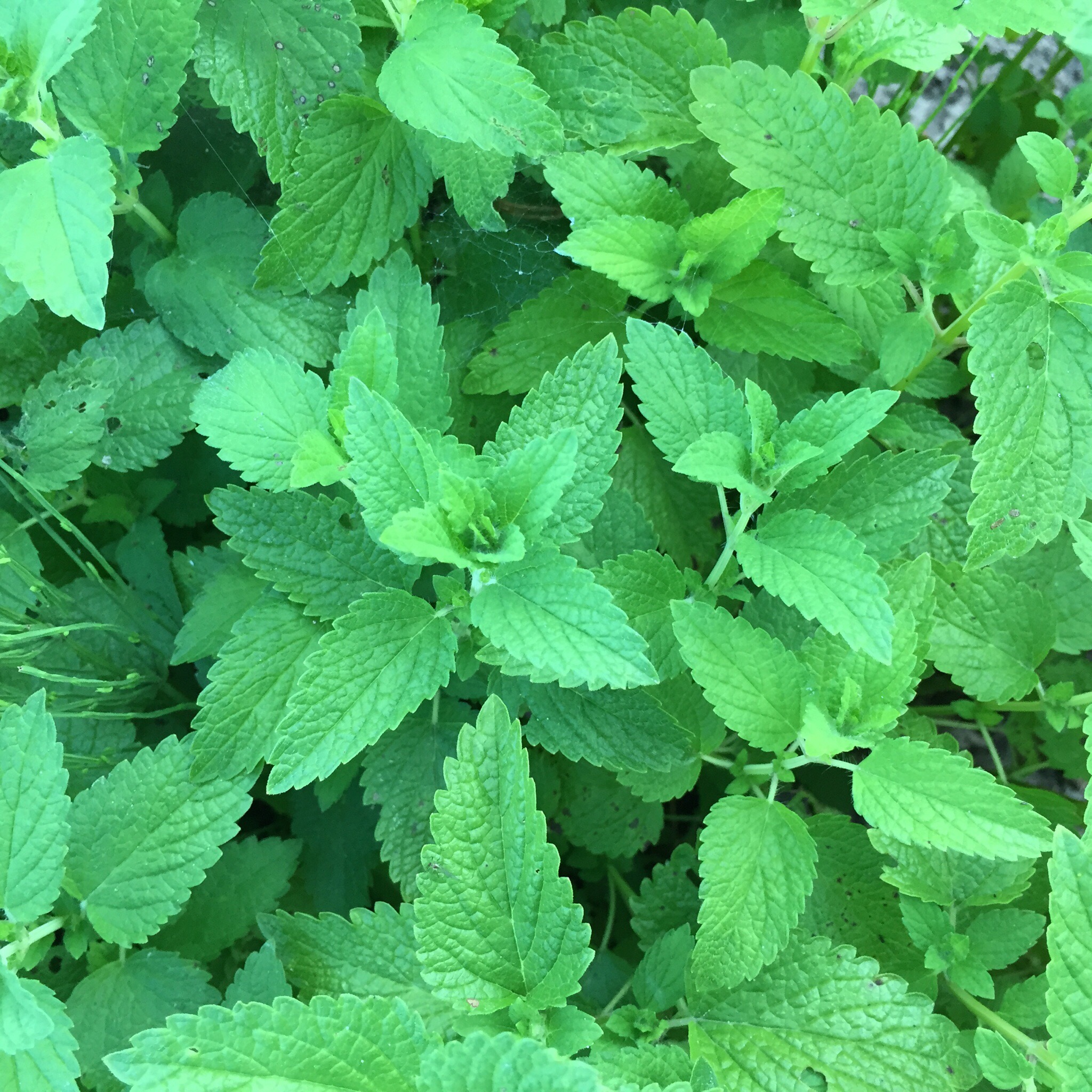 מליסה ותרומתה לחולי סוכרת